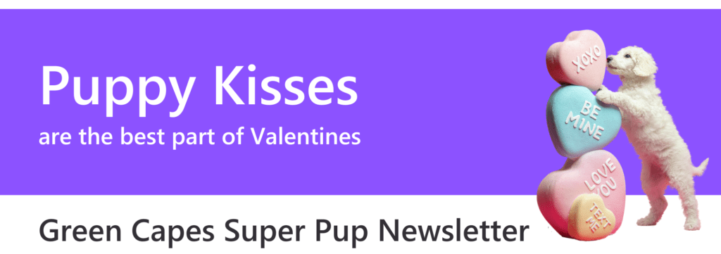 February Newsletter Banner
Puppy Kisses are the best part of Valentines with image of a poodle puppy standing beside three big hearts
