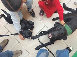 Doug and Presley - one small black lab and one large black lab are lying on the floor being petted by two children. The smaller lab is lying on her back enjoying the attention and belly rubs, the larger black lab is wearing an antler and smiling at the camera.