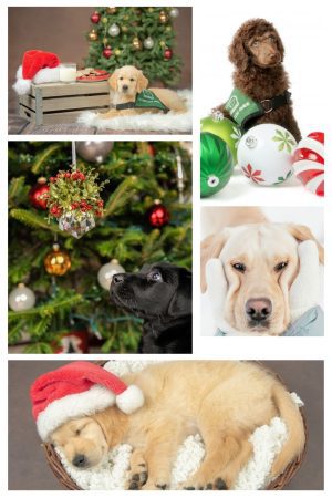 Holiday Cards