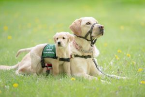 Service Dog Fostering