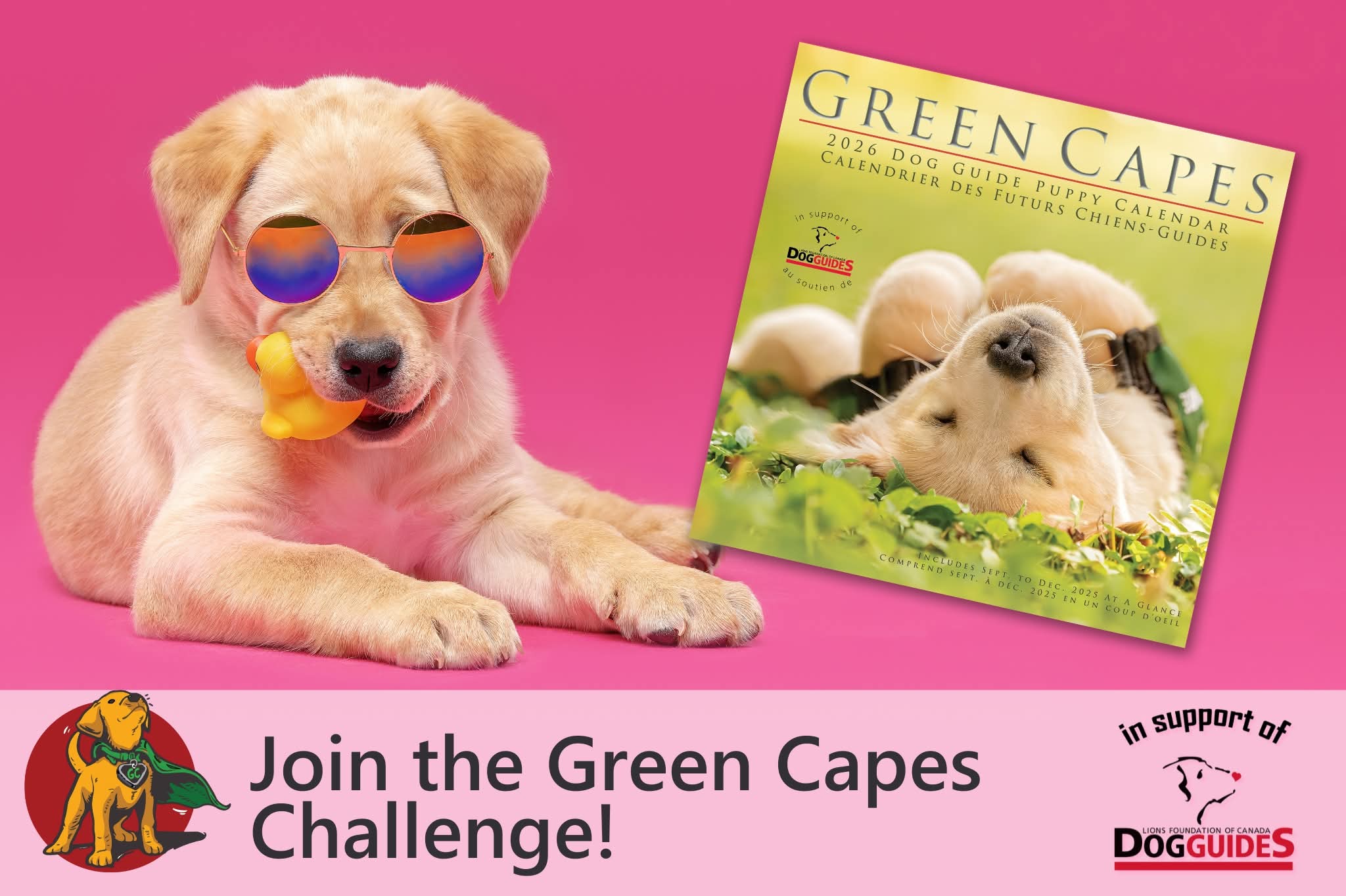 photo description: a silly and playful yellow lab puppy wearing colourful glasses and holding a rubber ducky in her mouth, lays down on a pink background next to the 2026 Green Capes Dog Guide Puppy calendar. Text reads: Join the Green Capes Challenge, in support of Lions Foundation of Canada Dog Guides.