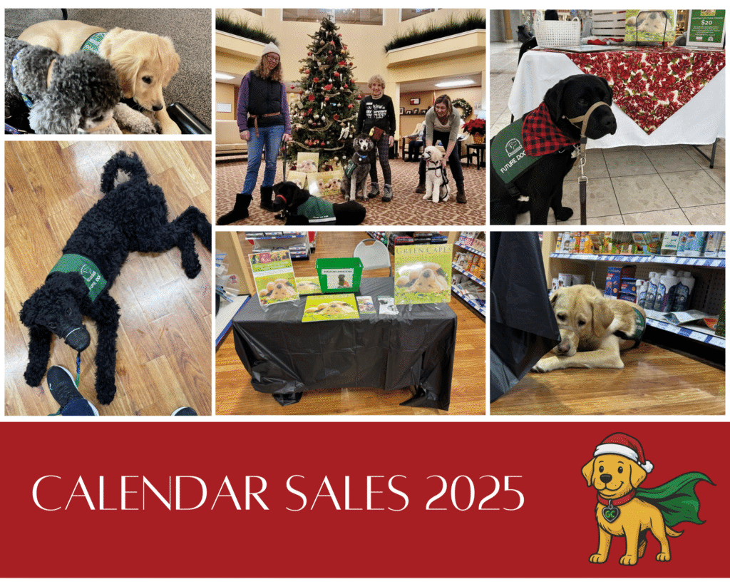 A collage showing images from fundraising events in 2025. from the top left to bottom right:
1. Upper Left Corner: A golden retriever puppy resting its head on a poodle, both wearing vests.
2. Center Top: Three women stand beside a Christmas tree with three future service dogs of different breeds - a black Labrador and poodle, and a yellow Labrador.
3. Upper Right: Usher (black lab) being his charming self at the Stratford Mall beside a table covered with a holiday-themed cloth wearing his dog guide vest
4. Lower Left: A black poodle lying on a wooden floor wearing a green "FUTURE DOG GUIDE" vest, near its person's feet.
5. Center Bottom: A table covered with a black cloth displays Green Capes dog guide calendars, with a donation box beside them.
6. Lower Right: A yellow Labrador resting its head on its paws peeking out from a black tablecloth wearing, a "FUTURE DOG GUIDE" vest
The bottom of the collage has the text "CALENDAR SALES 2025" along with Green Capes Super Pup (yellow lab puppy) wearing a Santa hat and a green cape.